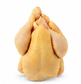 Coquelet jaune