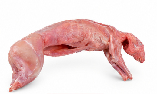 Lapin